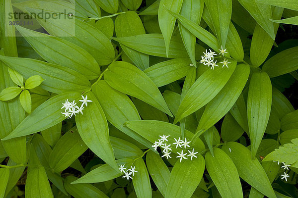Kanadische Schattenblume oder Sternförmiges Duftsiegel (Smilacina stellata)  Blüten im Wald  Kaskadenkette  Oregon  USA  Nordamerika