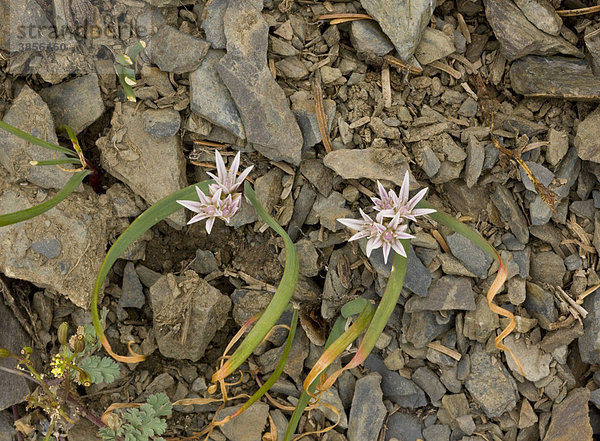 Zierlauch (Allium crenulatum)  blühend  Bergregion Hurricane Ridge  Olympic-Nationalpark  Washington  USA