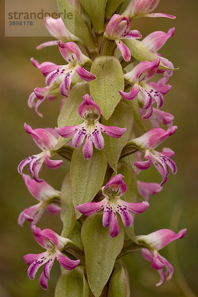 Orchideen-Art (Satyrium erectum)  Blüten  Namaqualand  Kap  Südafrika