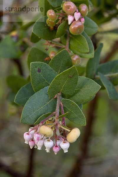 Bärentraube  Manzanita (Arctostaphylos viscida)  Blätter  Blüten und Früchte  Kalifornien  USA