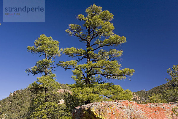 Chihuahua-Kiefer (Pinus leiophylla var. chihuahuana)  am natürlichen Standort  mit einem roten Felsen aus Vulkangestein  South Creek Canyon  Arizona  USA