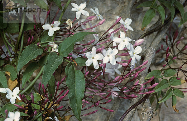 Duftjasmin (Jasminum polyanthum)  blühend  Zimmerpflanze  England  Großbritannien  Europa