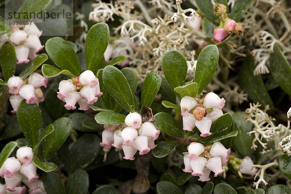 Echte Bärentraube (Arctostaphylos uva-ursi)  Blüten  Schweden  Europa