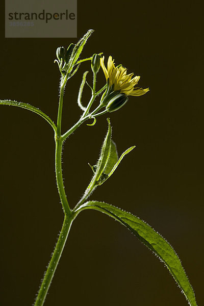 Gemeiner Rainkohl (Lapsana communis)  blühend  weitverbreitetes Kraut  Grafschaft Dorset  England  Großbritannien  Europa