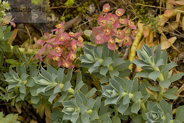 Walzen-Wolfsmilch (Euphorbia myrsinites)  blühend  in den Bergen  Nord-Griechenland  Europa