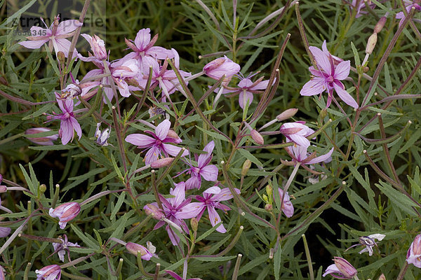 Fleischers Weidenröschen  Bergbach-Weidenröschen (Epilobium fleischeri)  Blüten  Alpen  Europa