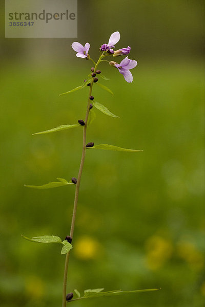 Zwiebel-Zahnwurz (Cardamine bulbifera)  blühend  im Wald  Chiltern Hills Hügelzug  England  Großbritannien  Europa