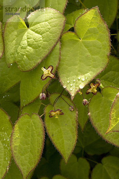 Alpen-Sockenblume (Epimedium alpinum)  Blätter und Blüten  Alpen  Europa