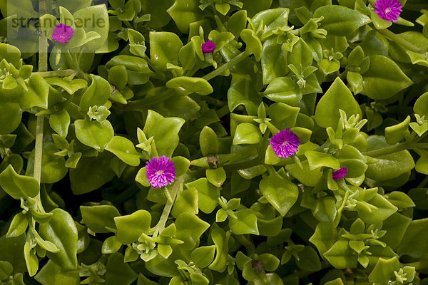 Herzblättrige Aptenia (Aptenia cordifolia)  Blätter und Blüten  wurde im Südwesten von England eingeführt  Europa