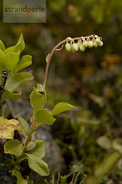 Birngrün  nickendes Wintergrün (Orthilia secunda)  wächst im borealen Waldgebiet  Schottland  Großbritannien  Europa