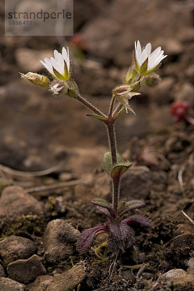 Dunkles Hornkraut  niedriges Hornkraut (Cerastium pumilum)  blühend  überaus selten in Großbritannien  Europa