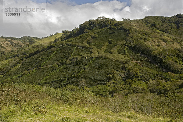 Kaffee (Coffea sp.)  Anbaupflanzen  umweltfreundliche Plantagen in den Bergen  Zentral-Costa Rica  Mittelamerika