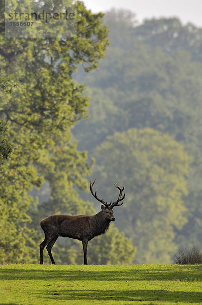 Rothirsch (Cervus elaphus)  Hirsch  im Stand  Richmond Park  London  England  Großbritannien  Europa