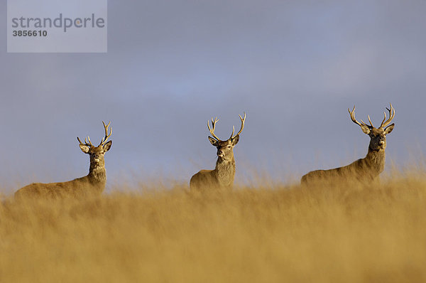 Rothirsche (Cervus elaphus)  drei Hirsche auf einem Hang  Peak District  Derbyshire  England  Großbritannien  Europa