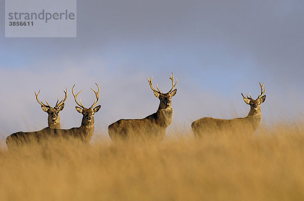 Rothirsch (Cervus elaphus)  vier Hirsche auf einem Hang  Peak District  Derbyshire  England  Großbritannien  Europa