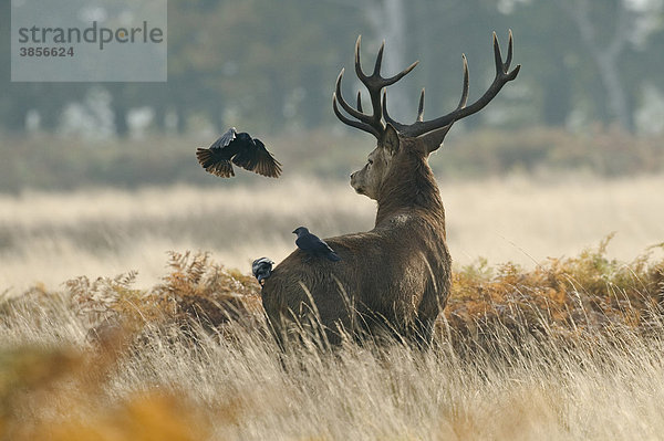 Rothirsch (Cervus elaphus)  Hirsch mit drei Dohlen (Corvus monedula)  Richmond Park  London  England  Großbritannien  Europa