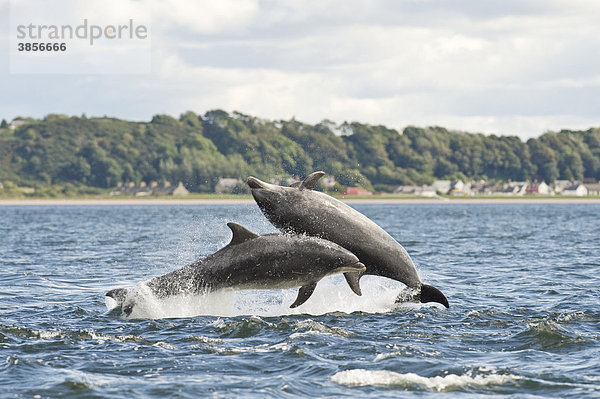 Große Tümmler  Delfine (Tursiops truncatus)  zwei ausgewachsene Tiere beim Sprung  Chanonry Point  Black Isle  Moray Firth  Schottland  Großbritannien  Europa