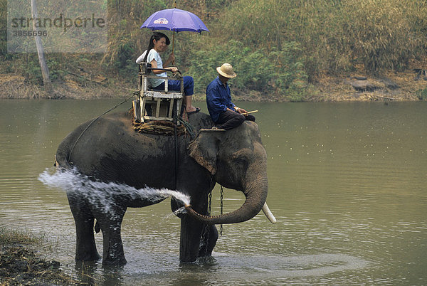 Zahmer Asiatischer oder Indischer Elefant (Elephas maximus) befördert Touristen  Thai Elephant Conservation Centre  Thailand  Asien