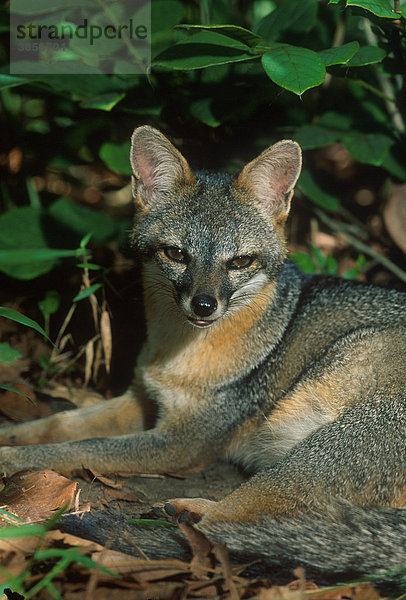 Grey Fox (Urocyon cinereoargenteus)
