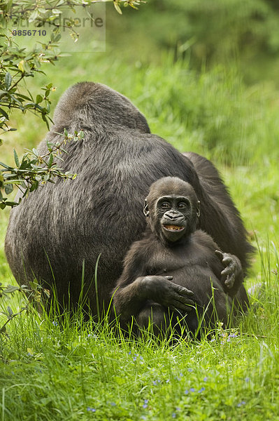 Westliche Flachlandgorillas (Gorilla gorilla gorilla)  erwachsenes Weibchen mit Baby  achtzehn Monate  sitzend  in Gefangenschaft