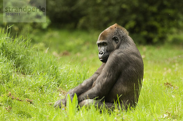 Westlicher Flachlandgorilla (Gorilla gorilla gorilla)  junges Männchen  sitzend am Boden  in Gefangenschaft