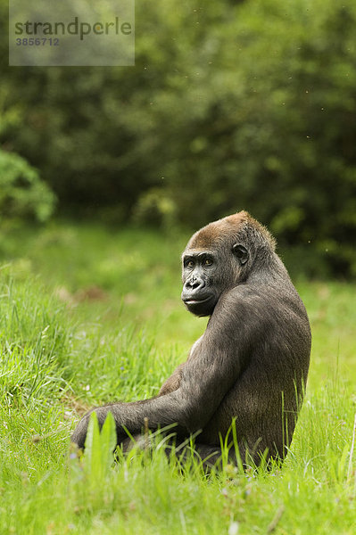 Westlicher Flachlandgorilla (Gorilla gorilla gorilla)  junges Männchen  sitzend am Boden  in Gefangenschaft