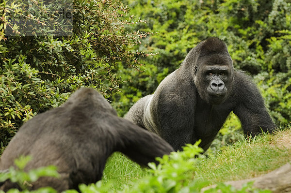 Westliche Flachlandgorillas (Gorilla gorilla gorilla)  Silberrücken Männchen  sieht anderes Alttier an  in Gefangenschaft