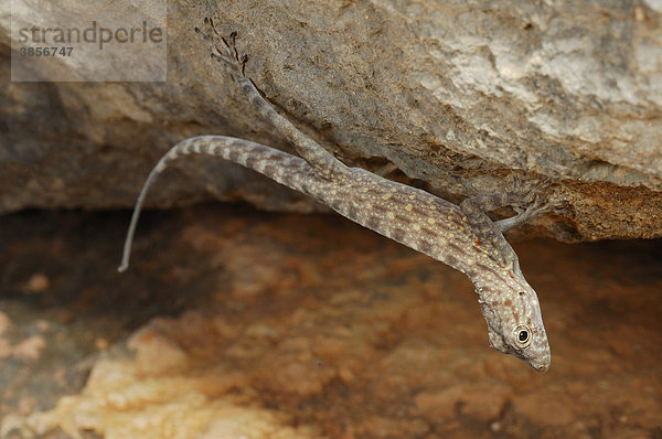 Blanford's Rock Gecko (Pristurus insignis)  Alttier hängt kopfüber an Felsen am Höhleneingang  Sokotra  Jemen  Südwestasien