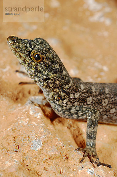 Haggier Massif Rock Gecko (Pristurus insignoides)  Alttier  Portrait  Sokotra  Jemen  Südwestasien