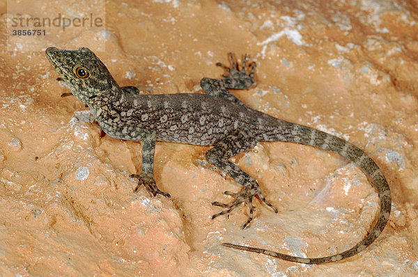 Haggier Massif Rock Gecko (Pristurus insignoides)  Alttier ruht auf Felsen  Sokotra  Jemen  Südwestasien