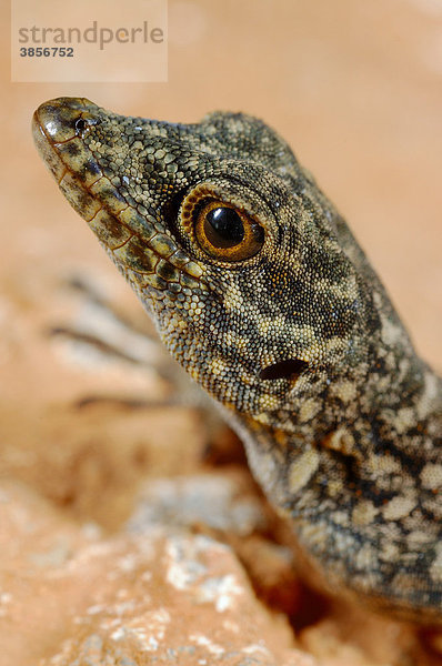 Haggier Massif Rock Gecko (Pristurus insignoides)  Alttier  Portrait  Sokotra  Jemen  Südwestasien