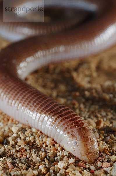 Short Worm-lizard Spitzzahn-Doppelschleiche (Pachycalamus brevis)  Alttier  Sokotra  Jemen  Südwestasien