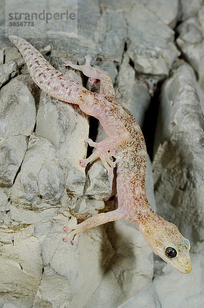 Europäischer Blattfinger (Euleptes europaea)  Alttier klettert auf Felsen  Italien  Europa