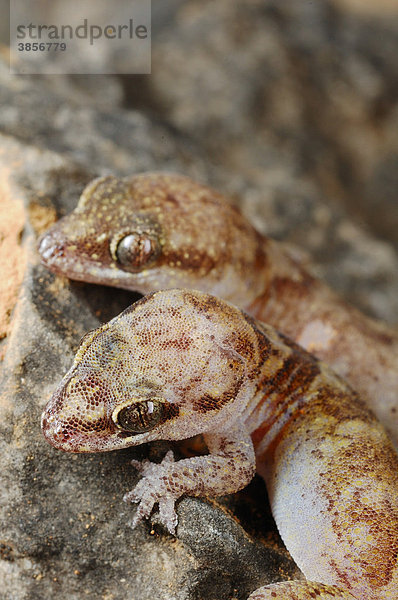 Pygmy Leaf-toed Gecko Halbfinger-Gecko (Hemidactylus pumilio)  Alttier-Paar  Männchen bewacht das Weibchen bis zum Legen der Eier  sonnen sich auf Felsen  Sokotra  Jemen  Südwestasien