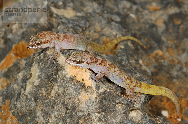 Pygmy Leaf-toed Gecko Halbfinger-Gecko (Hemidactylus pumilio)  Alttier-Paar  Männchen bewacht das Weibchen bis zum Legen der Eier  sonnen sich auf Felsen  Sokotra  Jemen  Südwestasien