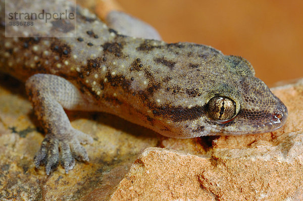 Grant's Leaf-toed Gecko Halbfinger-Gecko (Hemidactylus granti)  Alttier  Sokotra  Jemen  Südwestasien