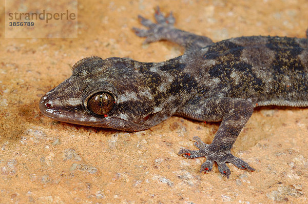 Grant's Leaf-toed Gecko Halbfinger-Gecko (Hemidactylus granti)  Alttier  mit parasitären Milben  Sokotra  Jemen  Südwestasien