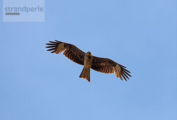 Schwarzmilan (Milvus migrans lineatus)  Jungvogel im Flug  bei der Mauser  Almaty  Provinz Alma Ata  Kasachstan  Mittelasien  Asien