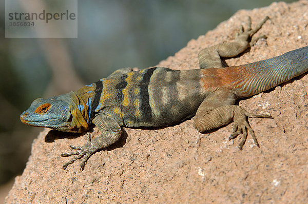 Blaue Felsenleguane (Petrosaurus thalassinus)  Männchen  in Gefangenschaft  Arizona  USA