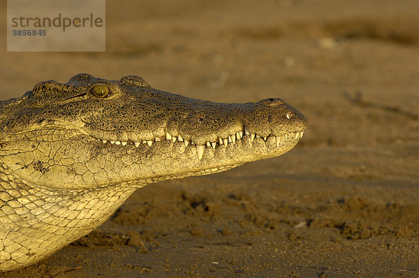 Nilkrokodil (Crocodylus niloticus)  Alttier  Portrait  Shire River  Malawi  Afrika