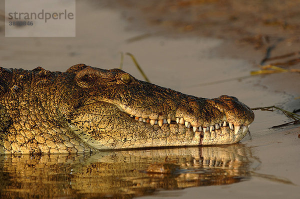 Nilkrokodil (Crocodylus niloticus)  Alttier  Portrait  Shire River  Malawi  Afrika