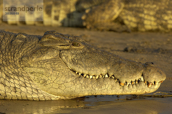 Nilkrokodil (Crocodylus niloticus)  Alttier mit offenem Maul sonnt sich am Flussufer  Shire River  Malawi  Afrika