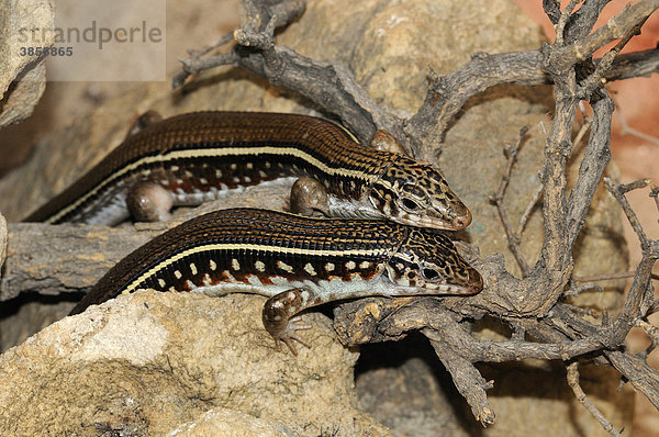 Vierstreifen-Ringelschildechse (Zonosaurus quadrilineatus)  zwei Altiere  in Gefangenschaft