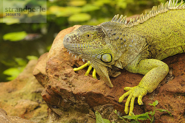 Grüner Leguan (Iguana iguana)  Altier  ruht auf Felsen  in Gefangenschaft