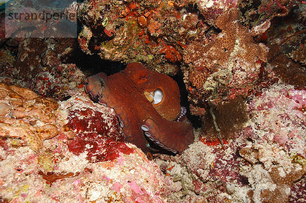 Kraken (Octopus sp.)  ruht sich zwischen Felsen im Korallenriff aus  Malediven
