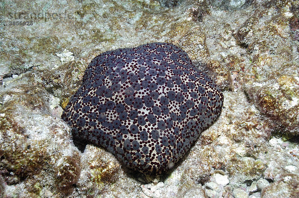 Stecknadelkopf-Seeigel (Asteroidea varians)  im Korallenriff  Malediven