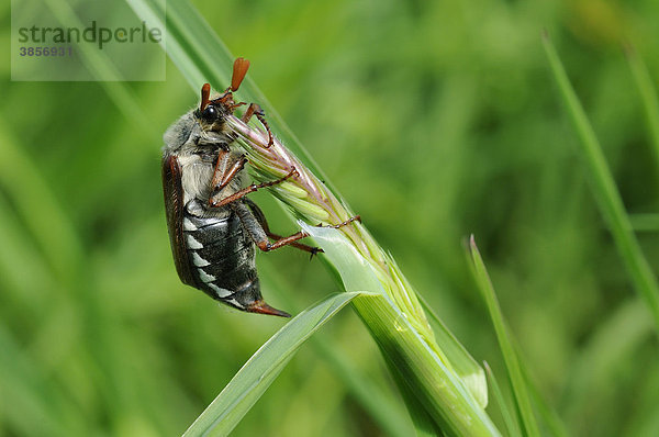 Maikäfer (Melolontha melolontha)  ausgewachsener Käfer klettert auf Grashalm  Oxfordshire  England  Großbritannien  Europa