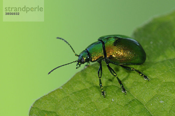 Grüner Sauerampferkäfer oder Ampfer-Blattkäfer (Gastrophysa viridula)  ausgewachsener Käfer  auf Blatt  Oxfordshire  England  Großbritannien  Europa