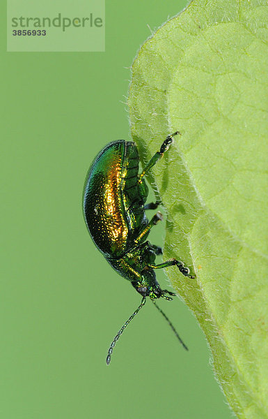 Grüner Sauerampferkäfer oder Ampfer-Blattkäfer (Gastrophysa viridula)  ausgewachsener Käfer  auf Blatt  Oxfordshire  England  Großbritannien  Europa