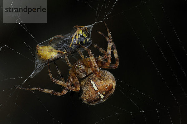 Gartenkreuzspinne (Araneus diadematus)  ausgewachsenes Weibchen auf Netz  die gefangene Wespe wird mit Seide umhüllt  Oxfordshire  England  Großbritannien  Europa